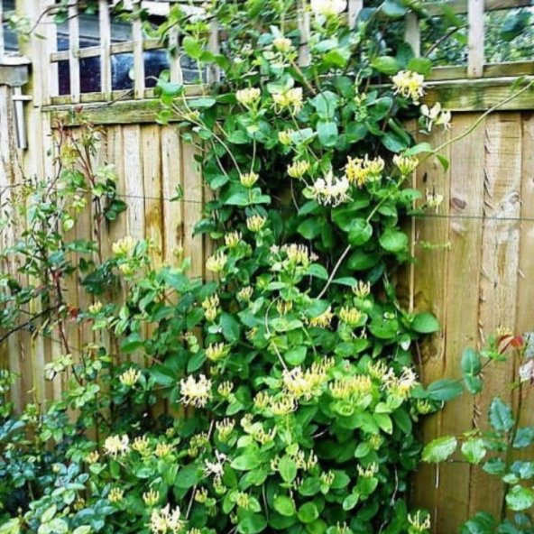 Kokulu Lonicera Caprifolium Hanım Eli Tohumu (5 tohum) - 2