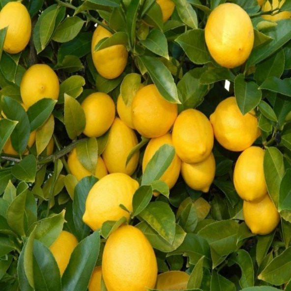 Yediveren Limon Tohumu (5 tohum) - 2
