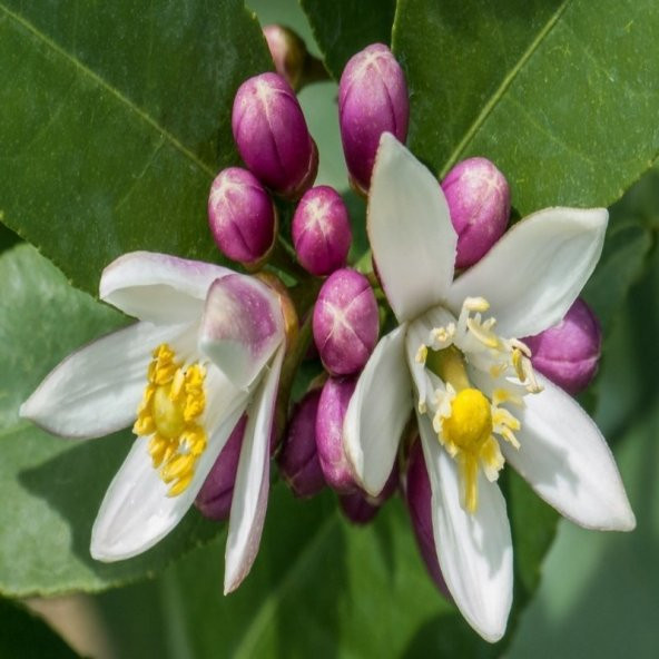 Yediveren Limon Tohumu (5 tohum) - 3