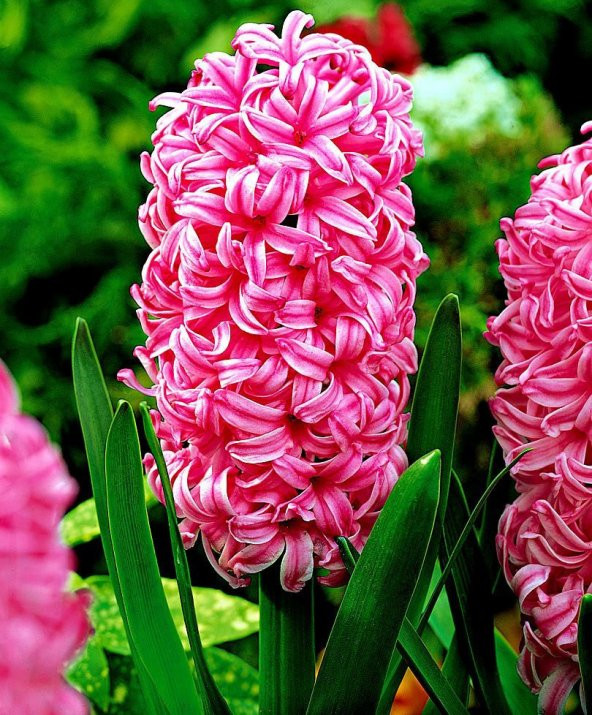 Pearl Pembe Renkli Sümbül Soğanı (3 adet) ürün görseli 1