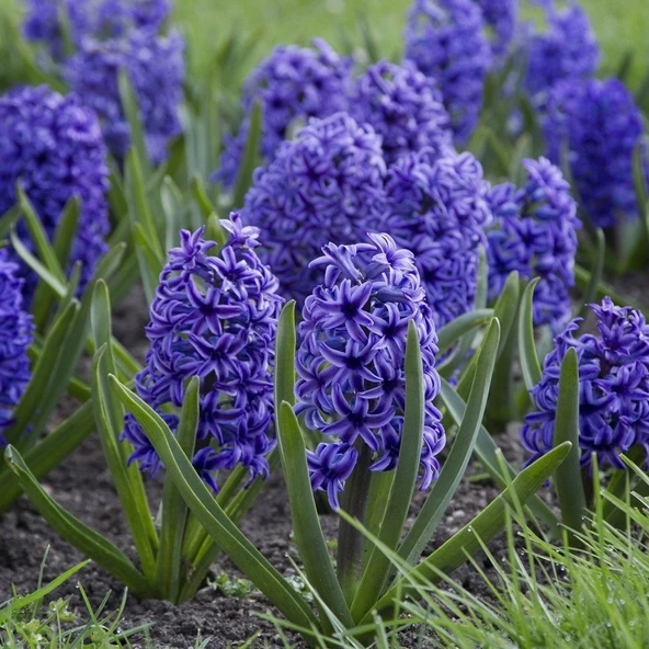 Jacket Koyu Mavi Blue Sümbül Soğanı (3 adet) - 4