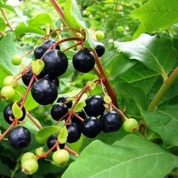 Tüplü Bilberry (Yaban Mersini) Fidanı ürün görseli 1