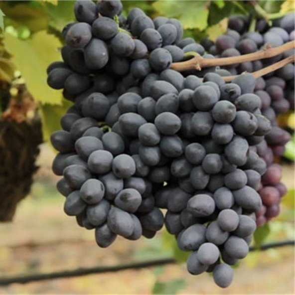 Tüplü Grenache Üzüm Fidanı Nadir Çeşit ürün görseli 1