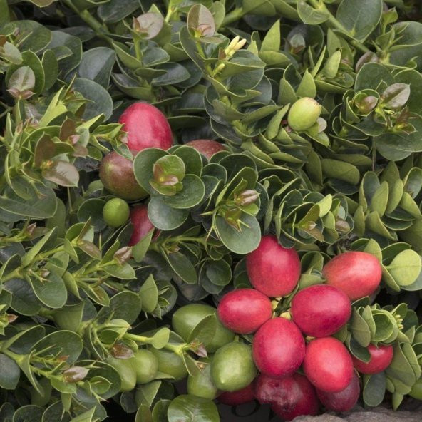 Tüplü Natal Eriği Fidanı Meyve Verme Yaşında