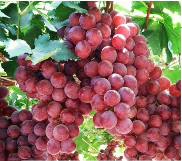 Tüplü Quen İri Taneli Üzüm Fidanı Koleksiyon Çeşit Sınırlı Sayıda ürün görseli 1