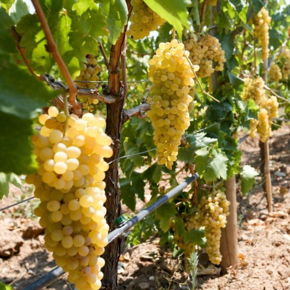 Tüplü Maccabeu Bol Verimli Üzüm Fidanı