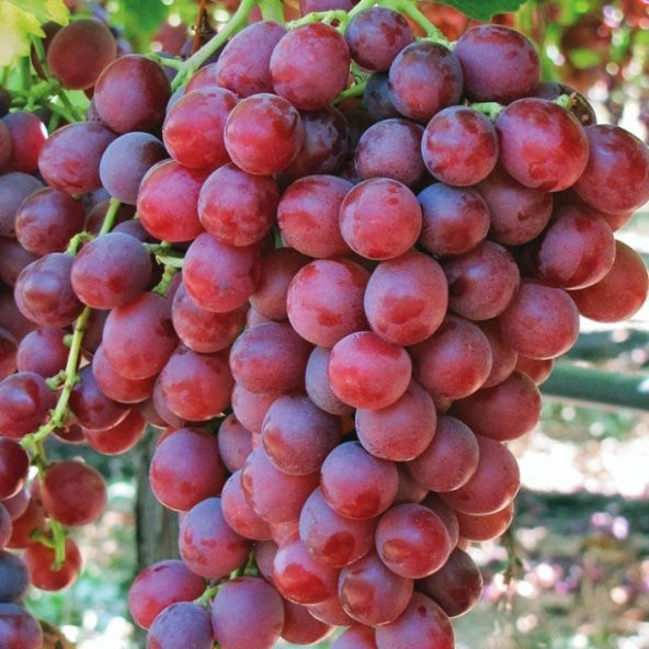 Tüplü Red Flame Seedless Çekirdeksiz Üzüm(Asma-Bağ) Fidanı ürün görseli