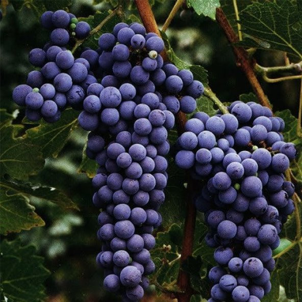 Tüplül Autumn Royal Siyah Çekirdeksiz Üzüm Fidanı ürün görseli