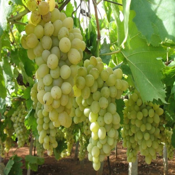 Tüplü Çok Tatlı Tarsus Beyazı Üzüm Fidanı ürün görseli