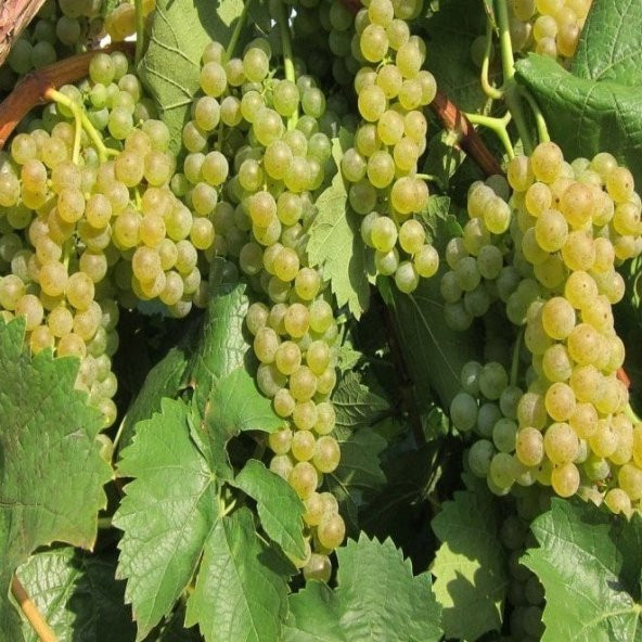 Tüplü Müşküle Yoğun Aromalı Üzümü Fidanı