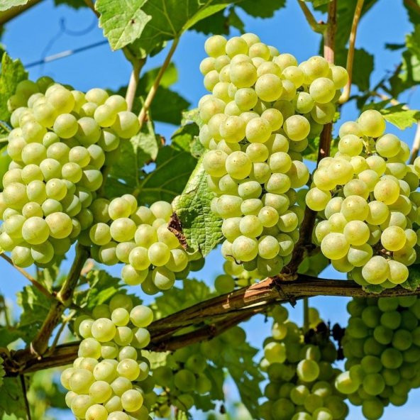 Tüplü Sarmalık Narince Üzüm(Asma-Bağ) Fidanı