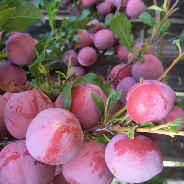 Tüplü Santa Rosa Erik Fidanı ürün görseli