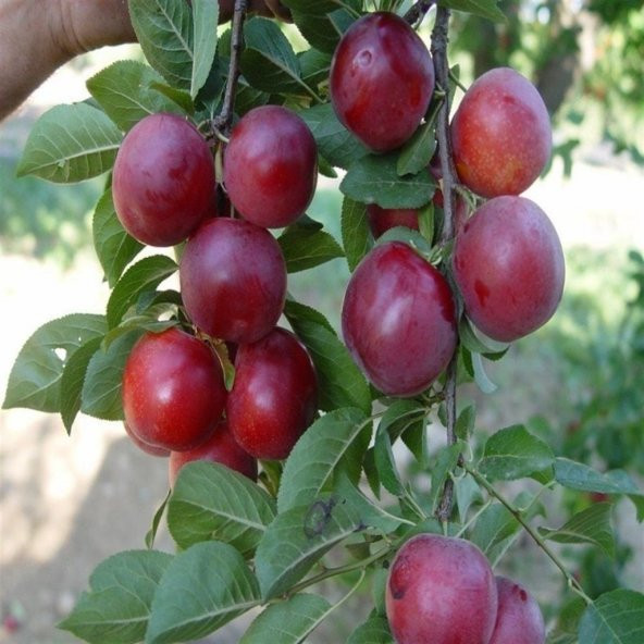 Tüplü Red Pioneer Erik Fidanı