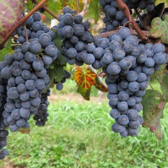 Tüplü (Şiraz) Nadir Üzüm (Asma-Bağ) Fidanı ürün görseli