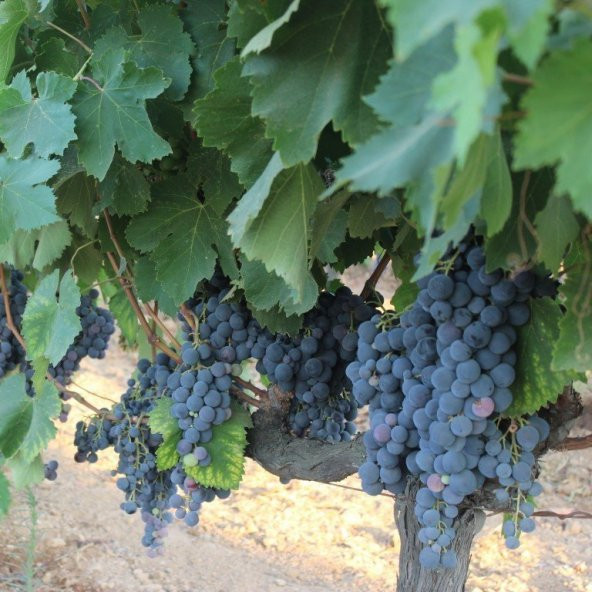 Tüplü Öküzgözü İri Taneli Üzüm(Asma-Bağ) Fidanı ürün görseli