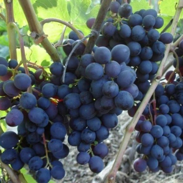 Tüplü Boğazkere Üzüm(Asma-Bağ)Fidanı ürün görseli