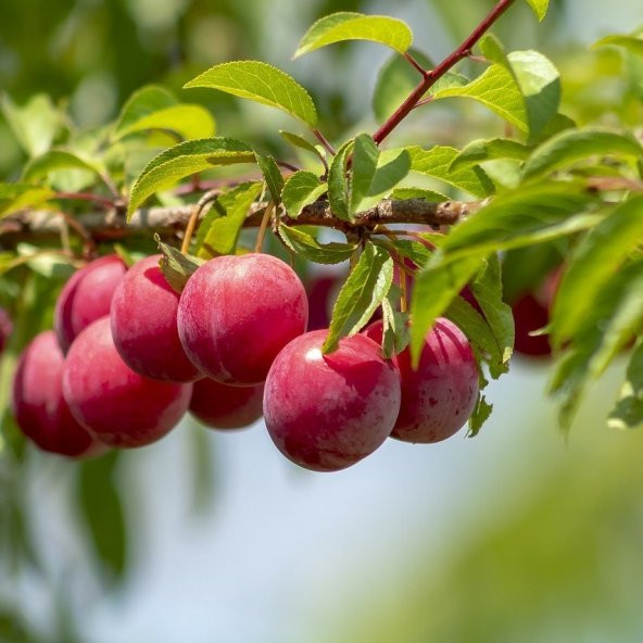 Tüplü Kendine Verimli Laetitia Erik Fidanı ürün görseli 1