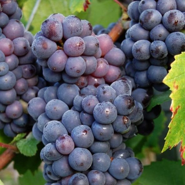 Tüplü Erkenci Kardinal(Cardinal) Üzüm(Asma-Bağ) Fidanı ürün görseli