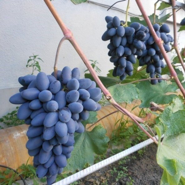 Tüplü Parmak Horoz Karası Üzüm (Asma-Bağ) Fidanı