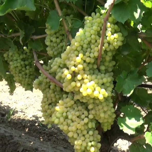 Tüplü Superior Green Çekirdeksiz Üzüm Fidanı