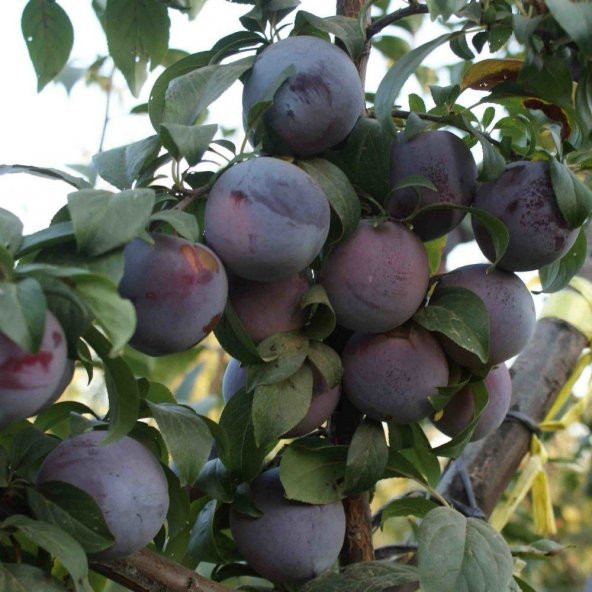 Tüplü Original Sun Japon Erik Fidanı ürün görseli 1