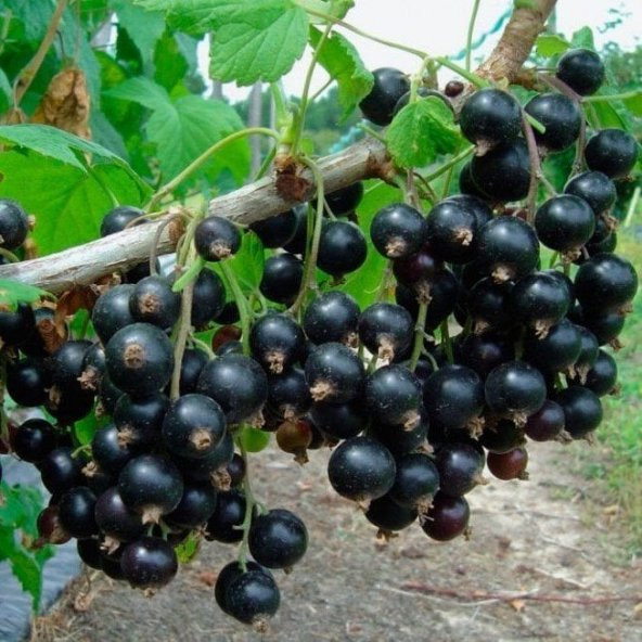 Tüplü Black Rosenthals Siyah Frenk Üzümü Fidanı ürün görseli 1