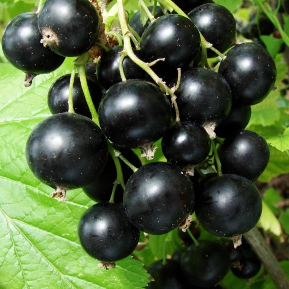 Tüplü Black (Siyah) Golyat Frenk Üzümü Fidanı ürün görseli 1