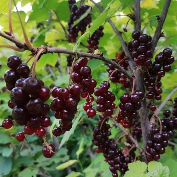 Tüplü Black Tokat 3 Frenk Üzümü Fidanı - 1