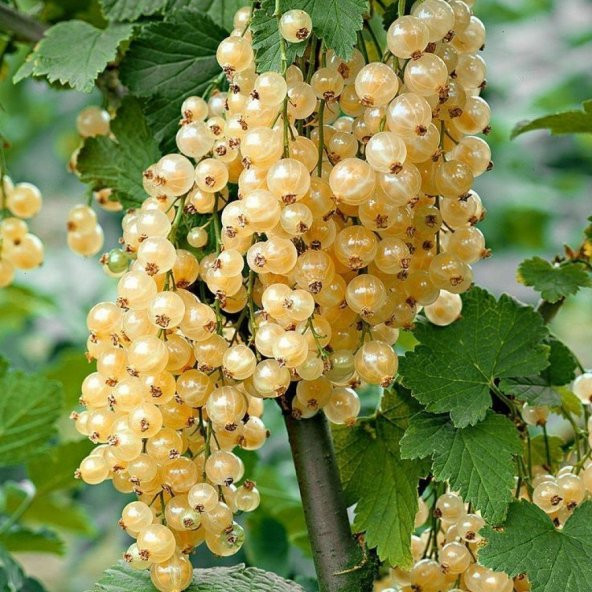 Tüplü White (Beyaz) Frenk Üzümü Fidanı