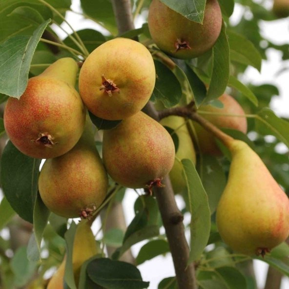 Tüplü Yüksek Verimli Carmen Armut Fidanı ürün görseli 1