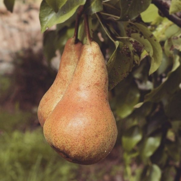 Tüplü Abete Fetel Armut Fidanı ürün görseli 1