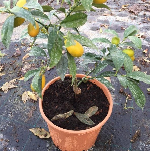 Tüplü Bodur Formda Yediveren Limon Fidanı İç Mekan İçin İdeal