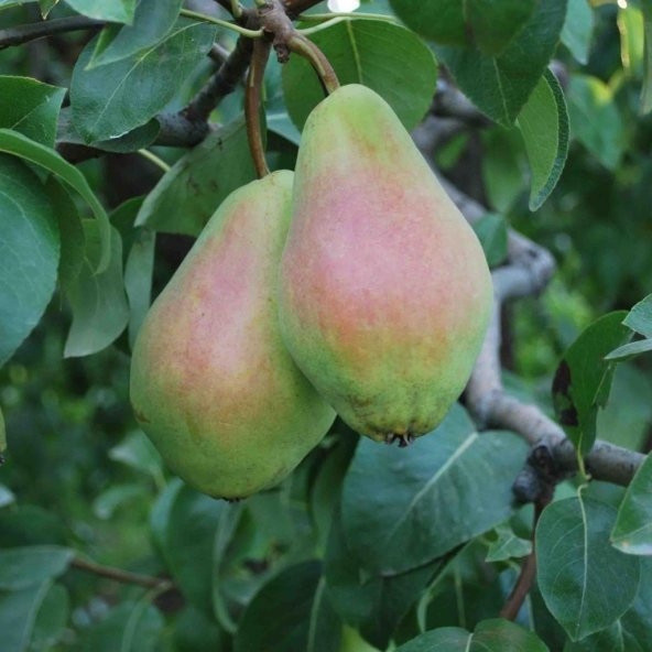 Tüplü Santa Maria Armut Fidanı ürün görseli 1