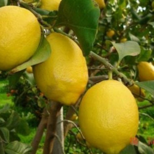 Tüplü Dev Meyveli Extra Jumbo Limon Fidanı ürün görseli 1