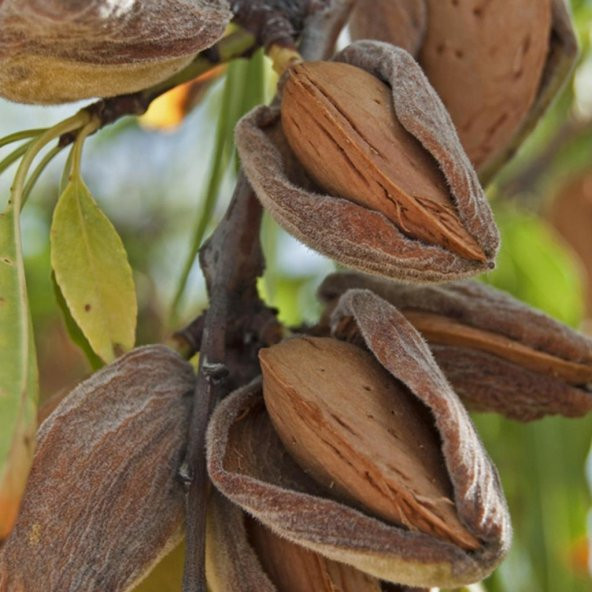Tüplü Amerikan Sert Kabuklu Teksas Bademi