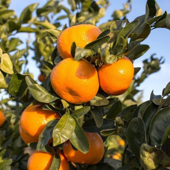 Tüplü Yöresel Bodrum Mandalinası Fidanı ürün görseli 1
