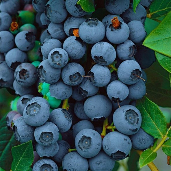 Tüplü Yüksek Dayanıklı Bluejay Yaban Mersini Fidanı ürün görseli