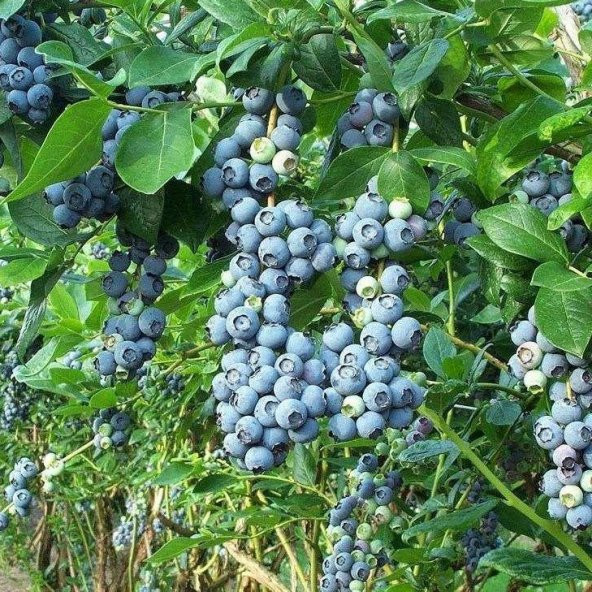 Tüplü  İri Meyveli Bonus Yaban Mersini Likapa Fidanı ürün görseli