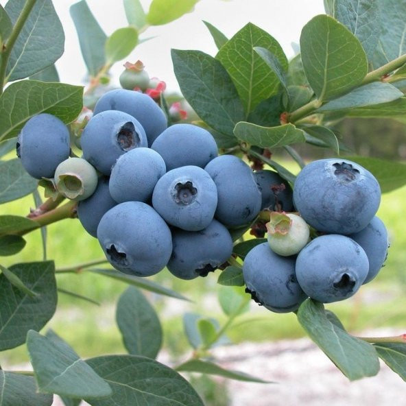 Tüplü Özel Çeşit  Brigitta Yaban Mersini Fidanı ürün görseli