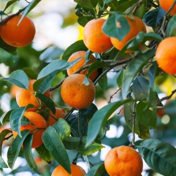 Tüplü Bodur Tipte Çok Dallı 3-4 Yaşlı W.Murcott Mandalina Fidanı ürün görseli