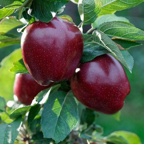 Tüplü Red Joremini Elma Fidanı ürün görseli 1