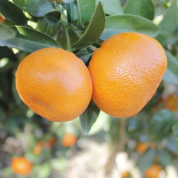 Tüplü Özel Soğuklara Dayanıklı Erkenci Dobashi Beni Mandalina Fidanı ürün görseli 1