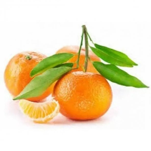 Tüplü Özel Yarı Bodur Soğuklara Dayanıklı Nova Mandalin Fidanı ürün görseli 1