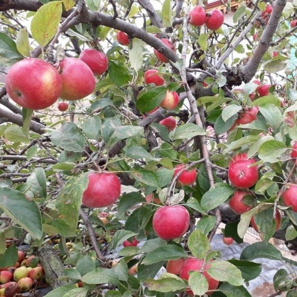 Tüplü Misket Amasya Elması Fidanı ürün görseli 1