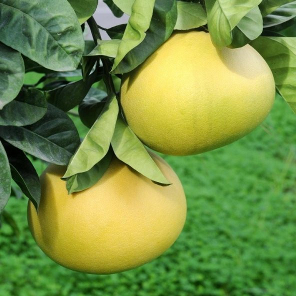 Tüplü Özel Üretim Şadok Pomelo Ağacı Fidanı