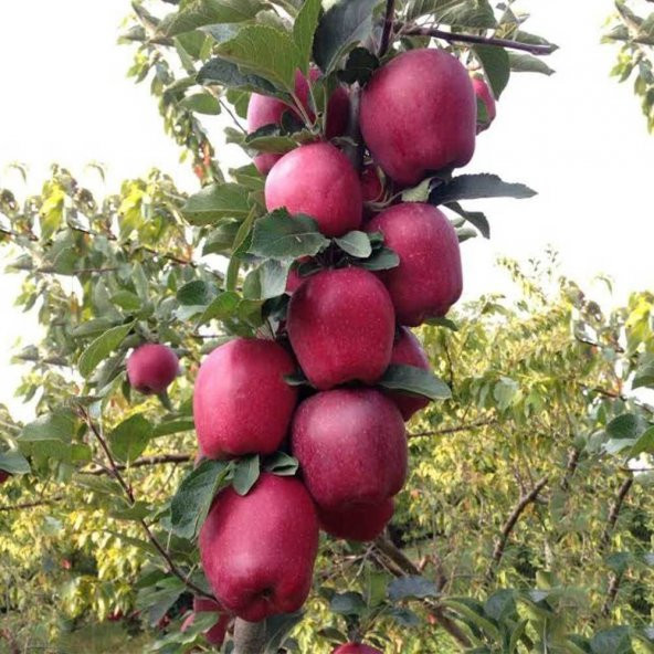 Tüplü Red Chief Kırmızı Elma Fidanı ürün görseli