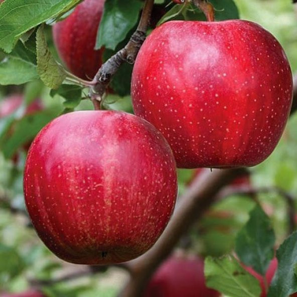 Tüplü Galaxy Gala Elma Fidan