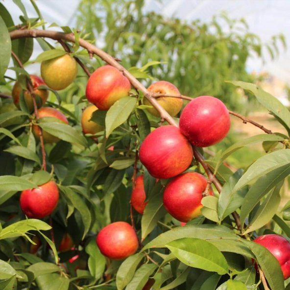 Tüplü Erkenci Zincal(Zinkal) 7  Nektarin Fidanı