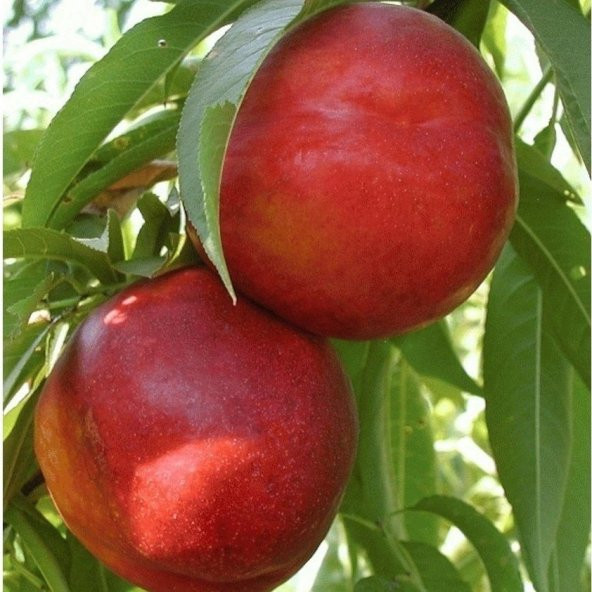 Tüplü Erkenci Venüs Nektarin Fidanı ürün görseli