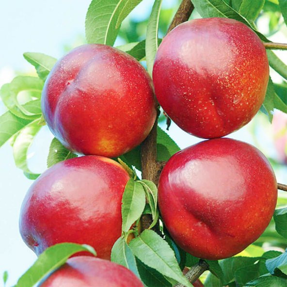 Tüplü Big Top Nektarin Fidanı